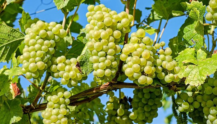 Wanderung zum Fellbacher Wein 2024
