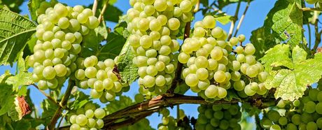 Wanderung zum Fellbacher Wein 2024